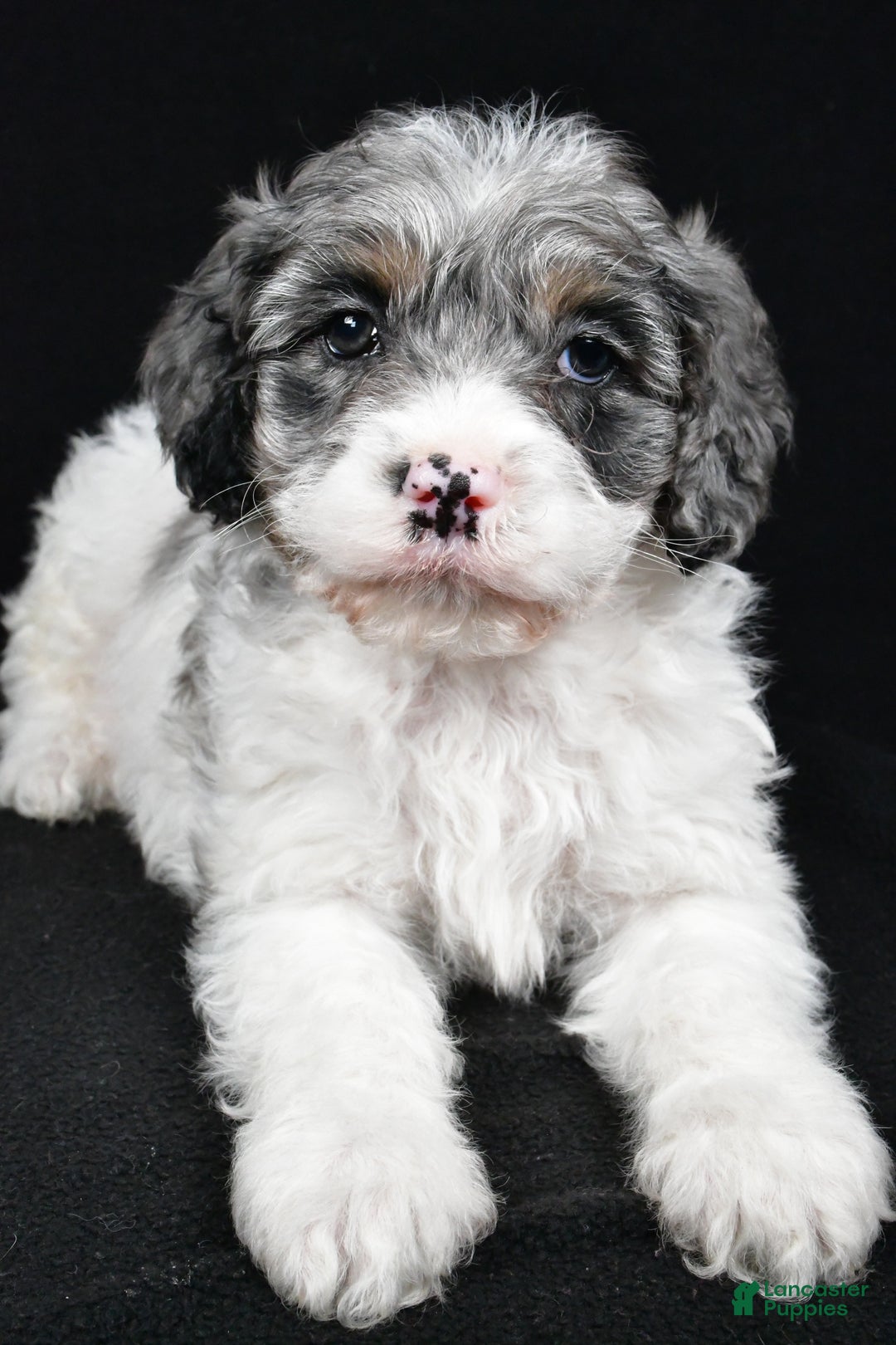 Cockapoo dogs for sale: Thompson - Ad 8