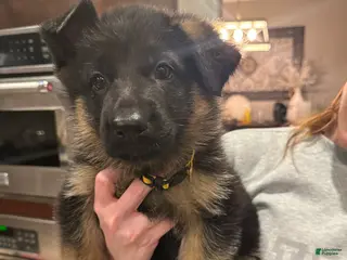 German Shepherd dogs German Shepherd Puppy 2 : Yellow - Ad 4