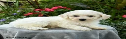 Bichpoo dogs for sale: Lana - Ad 5