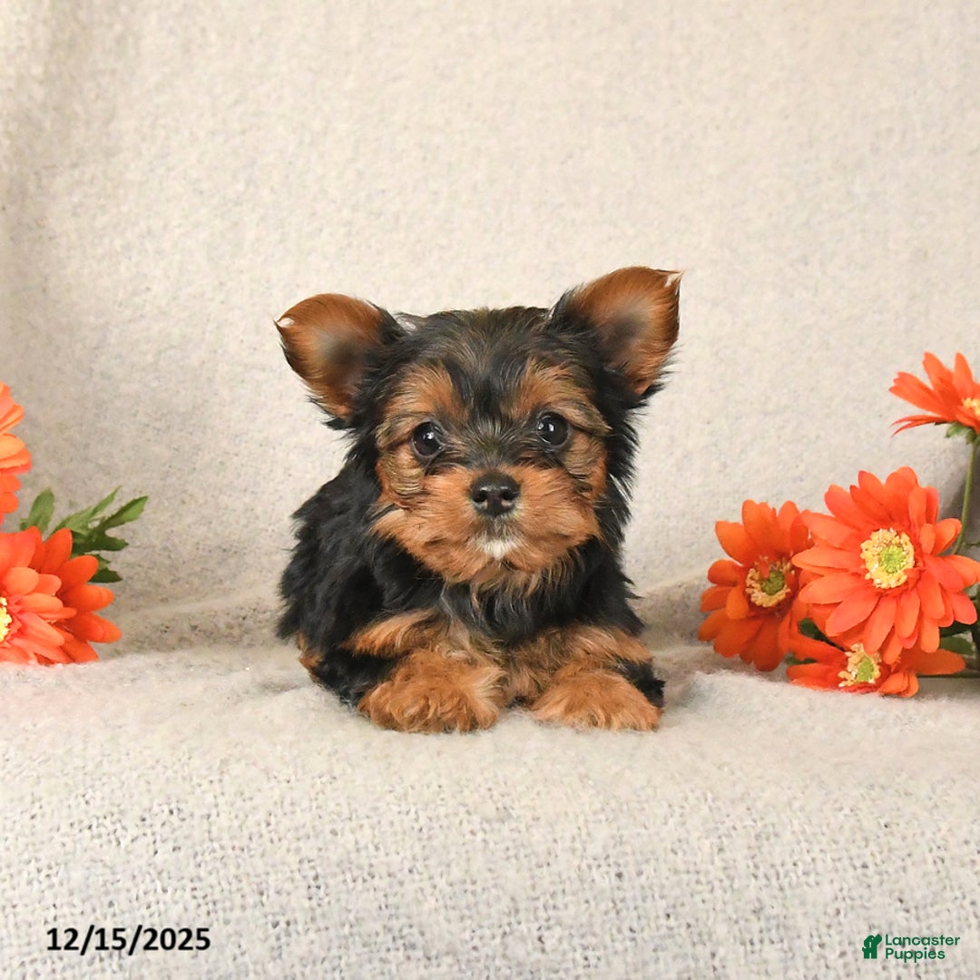 Yorkshire Terrier dogs for sale: Ruby - Ad 3
