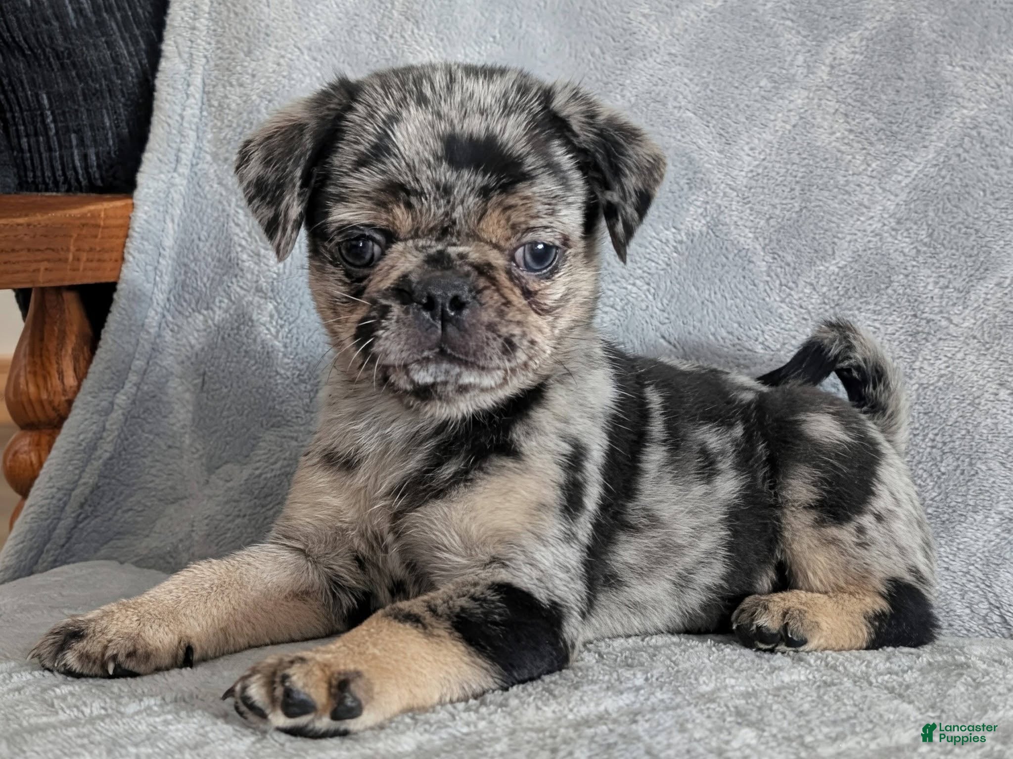 Pug dogs for sale: Truffles - Ad 4
