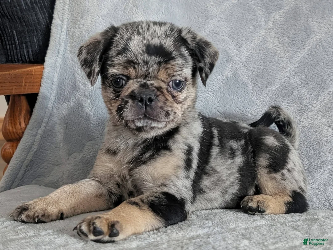 Pug dogs for sale: Truffles - Ad 1