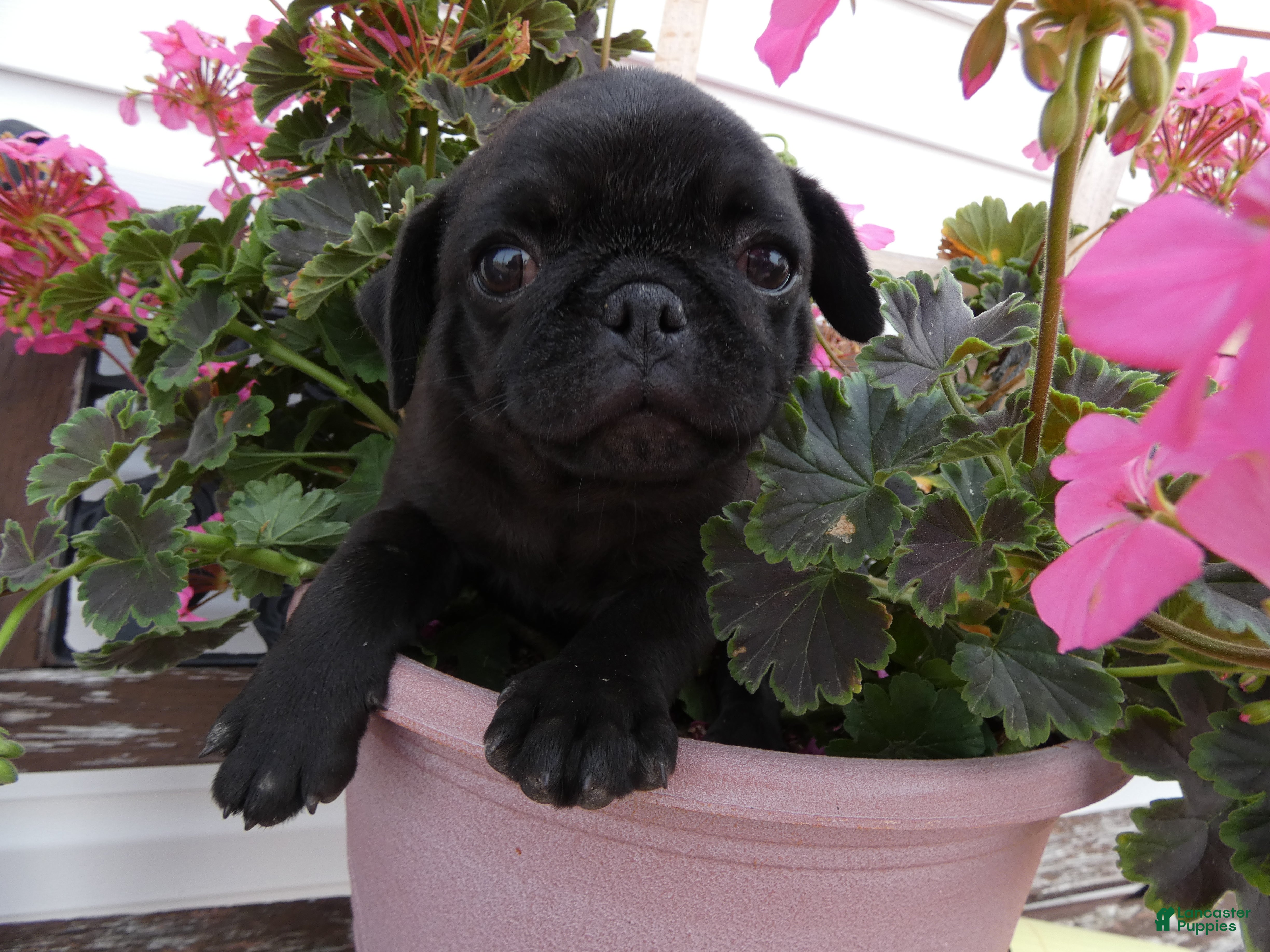 Pug dogs Pug 2 Rolly - Ad 42