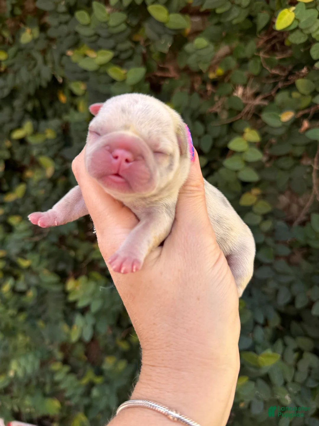 French Bulldog dogs for sale: Dahlia - Ad 2
