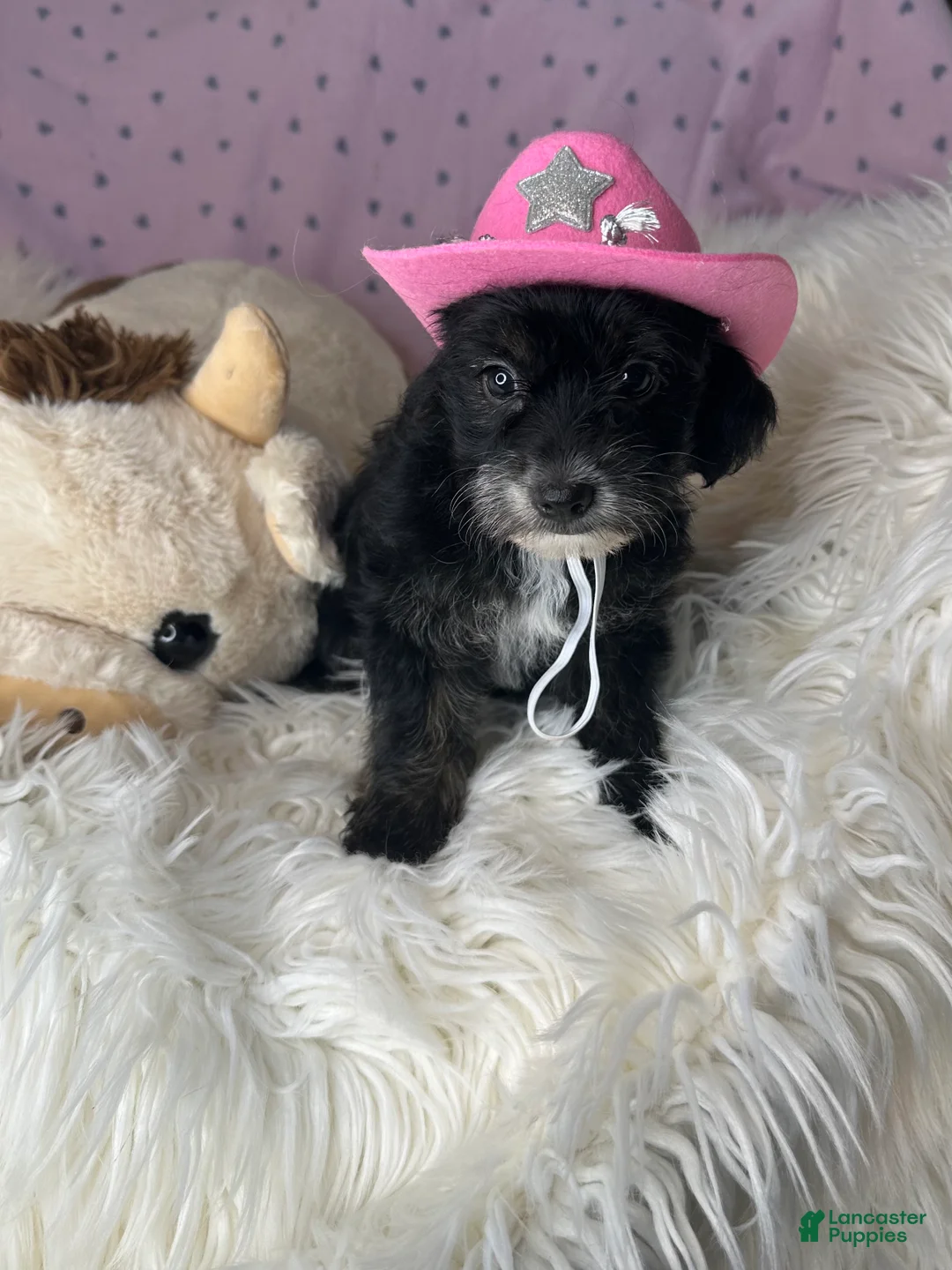 Yorkiepoo dogs for sale: Pepper - Ad 2