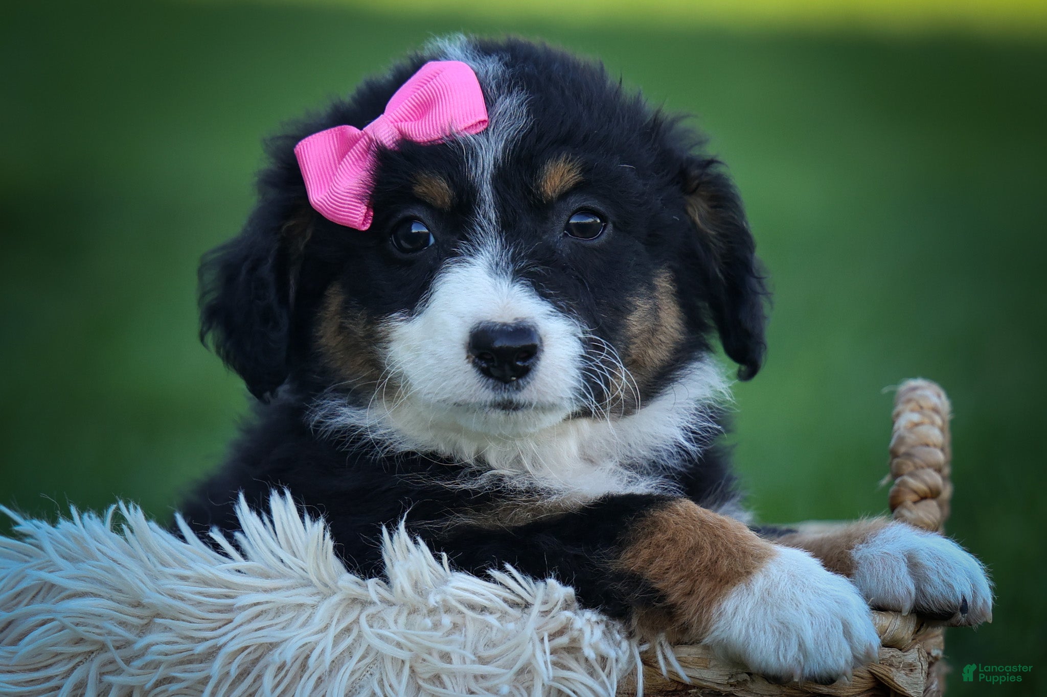 Mini Aussiedoodle dogs Layla🎀 - Ad 2