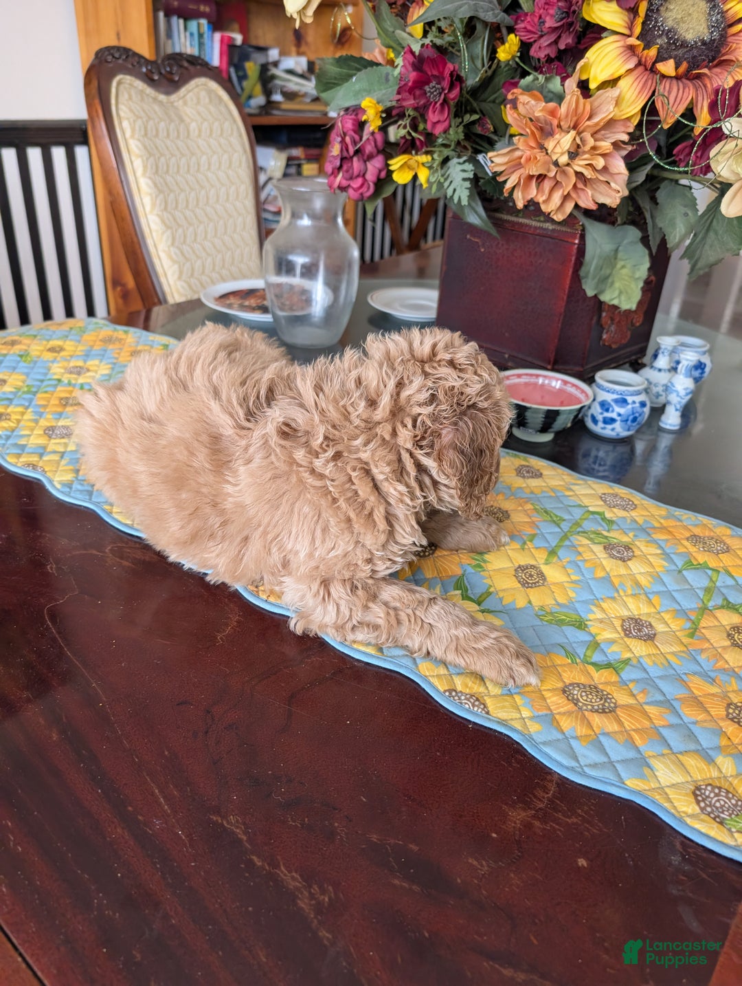 Goldendoodle dogs for sale: Henry - Ad 5