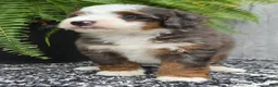 Mini Bernedoodle dogs for sale: Mini Remi - Ad 3