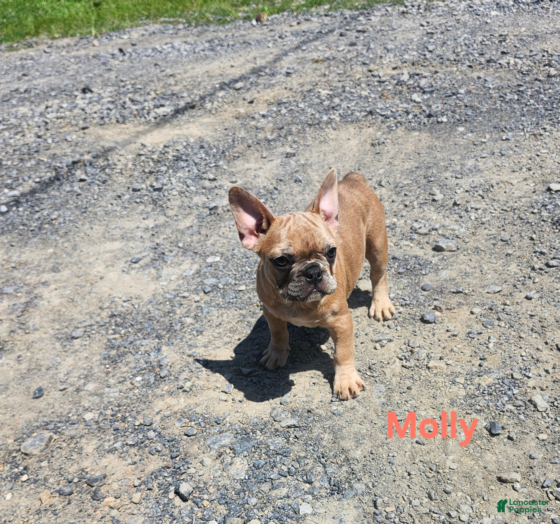 French Bulldog dogs Molly - Ad 2