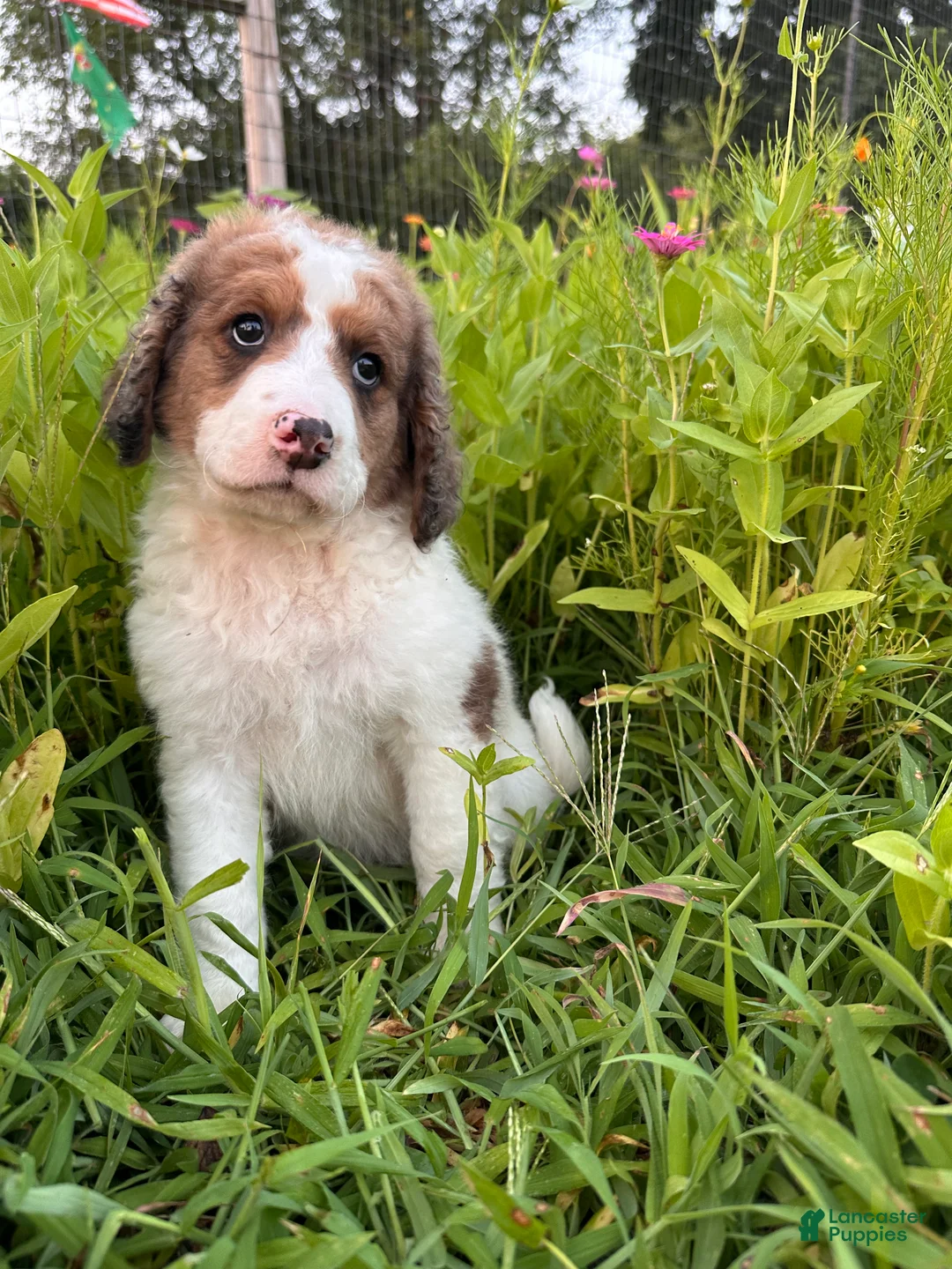 Bernedoodle dogs for sale: Cricket - Ad 1