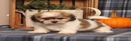 Teddy Bear dogs for sale: Faith - Ad 3