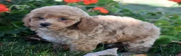Bichpoo dogs for sale: Catelyn - Ad 9