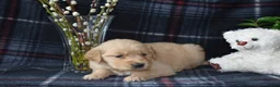 Golden Retriever dogs for sale: Lara - Ad 4