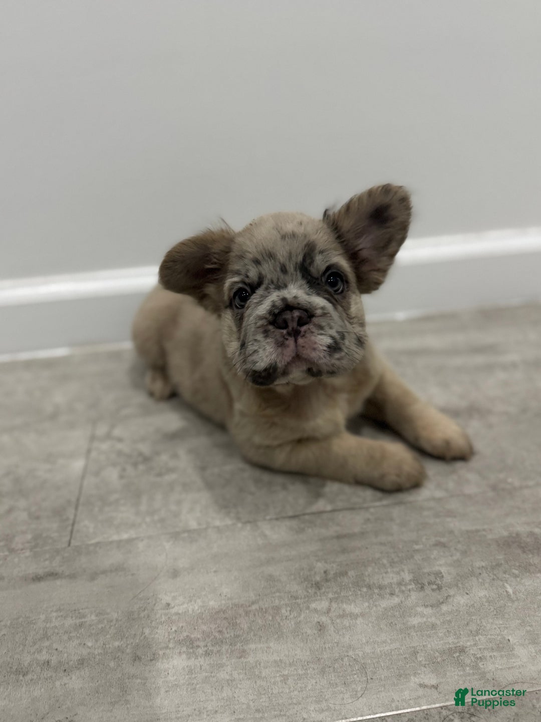 French Bulldog dogs for sale: STAR  - Ad 1
