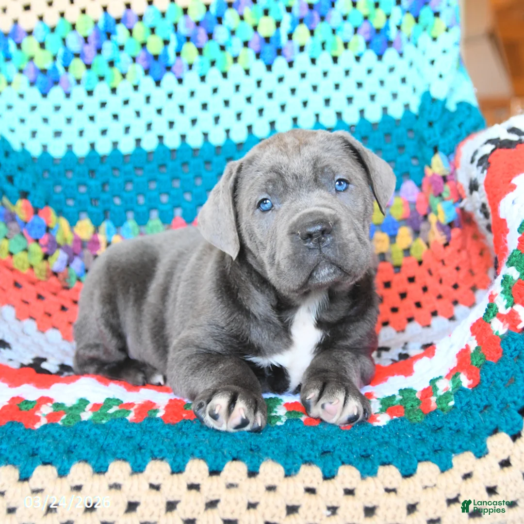 Cane Corso dogs for sale: Dozer - Ad 2