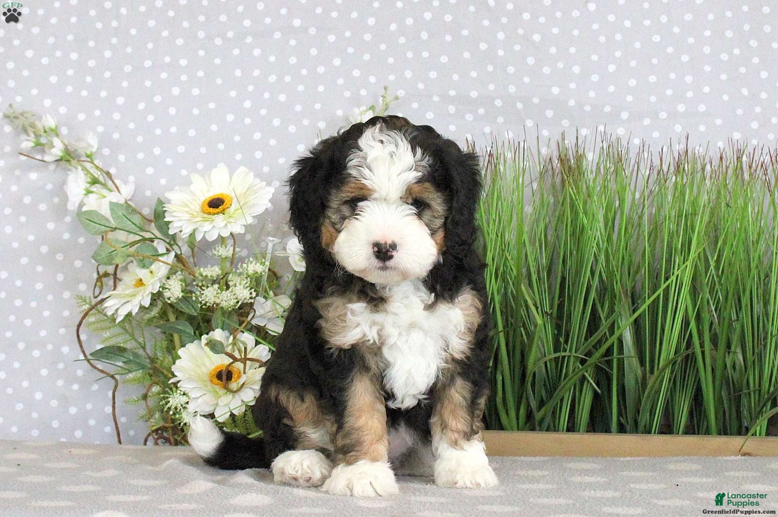 Mini Bernedoodle dogs PAM - Ad 40