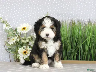 Mini Bernedoodle dogs PAM - Ad 40