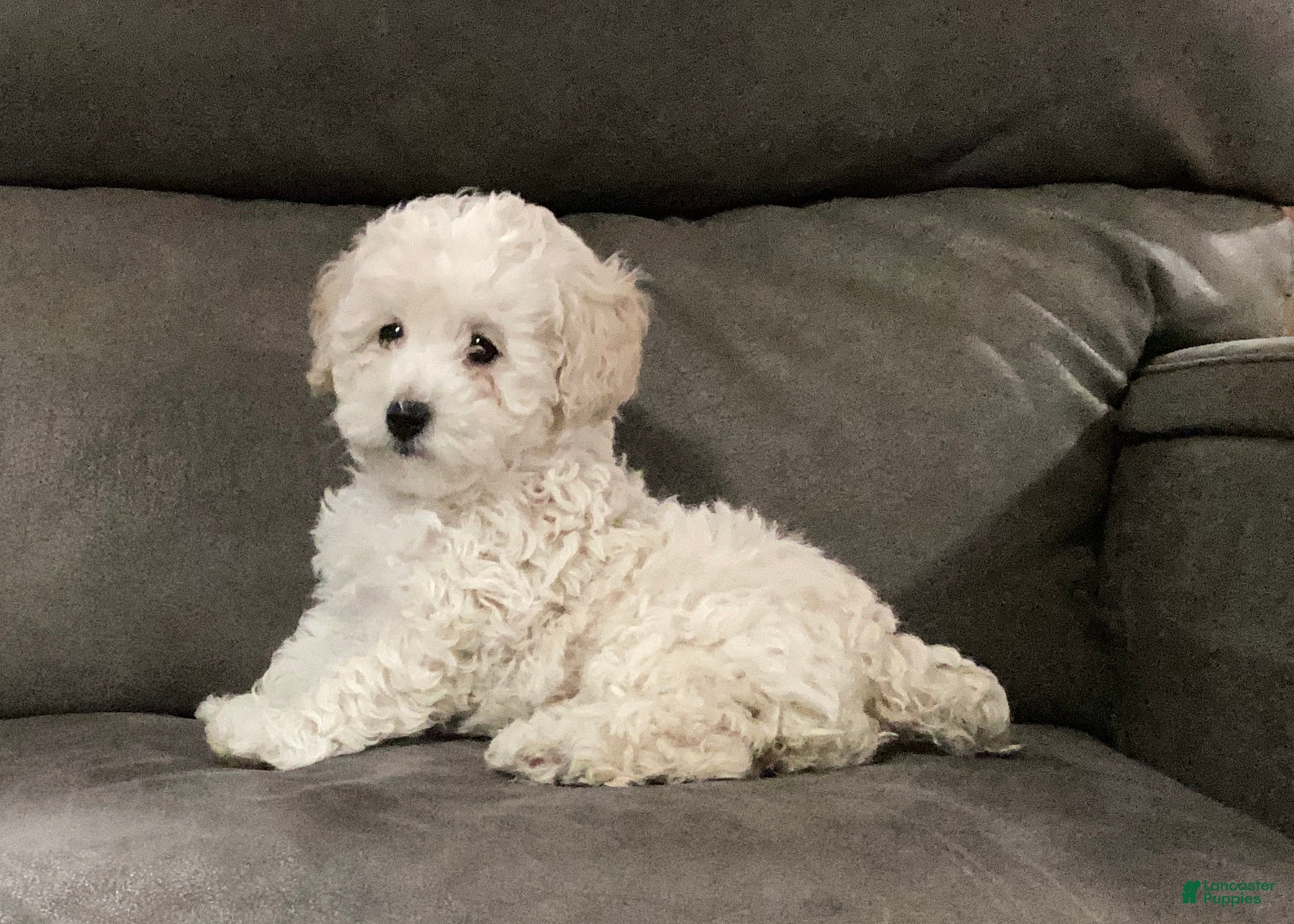 Miniature Poodle dogs for sale: Star - Ad 3