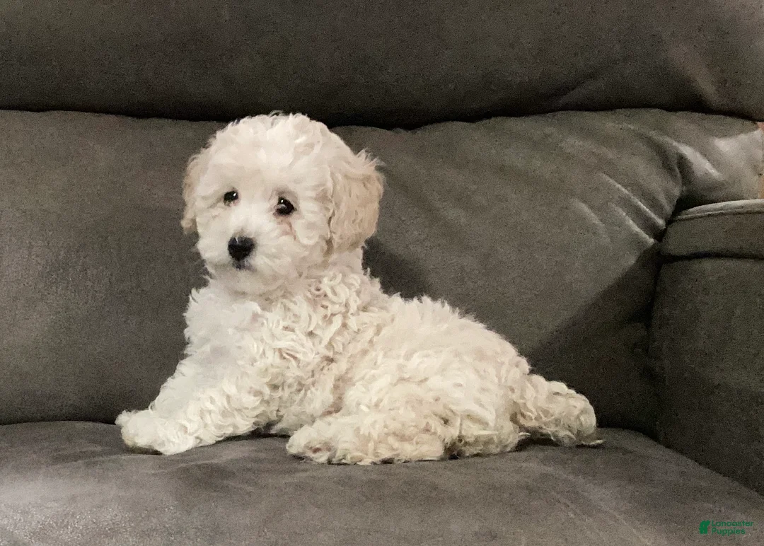 Miniature Poodle dogs for sale: Star - Ad 1