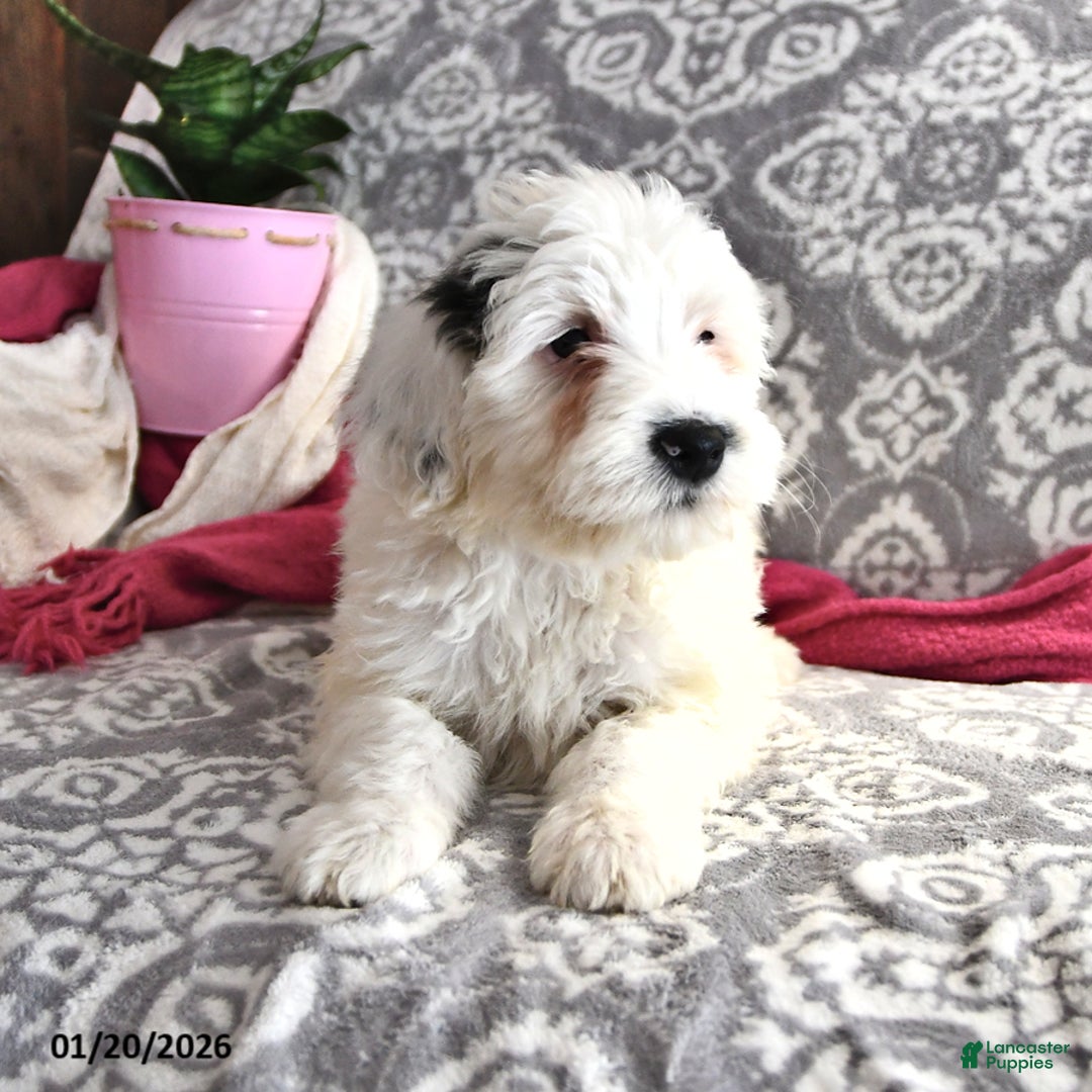 Portuguese Water Dog dogs for sale: Dream  - Ad 5