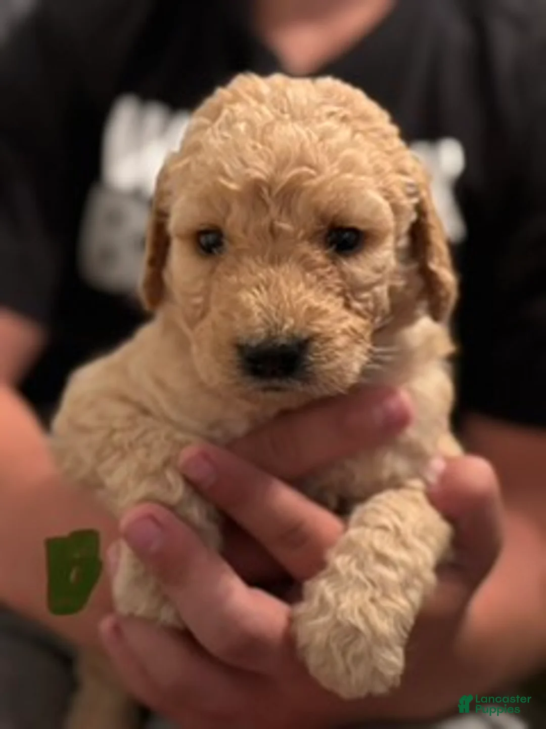Goldendoodle dogs for sale: Green Girl - Ad 2