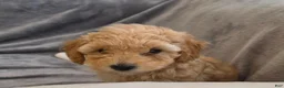 Maltipoo dogs for sale: Nora - Ad 9