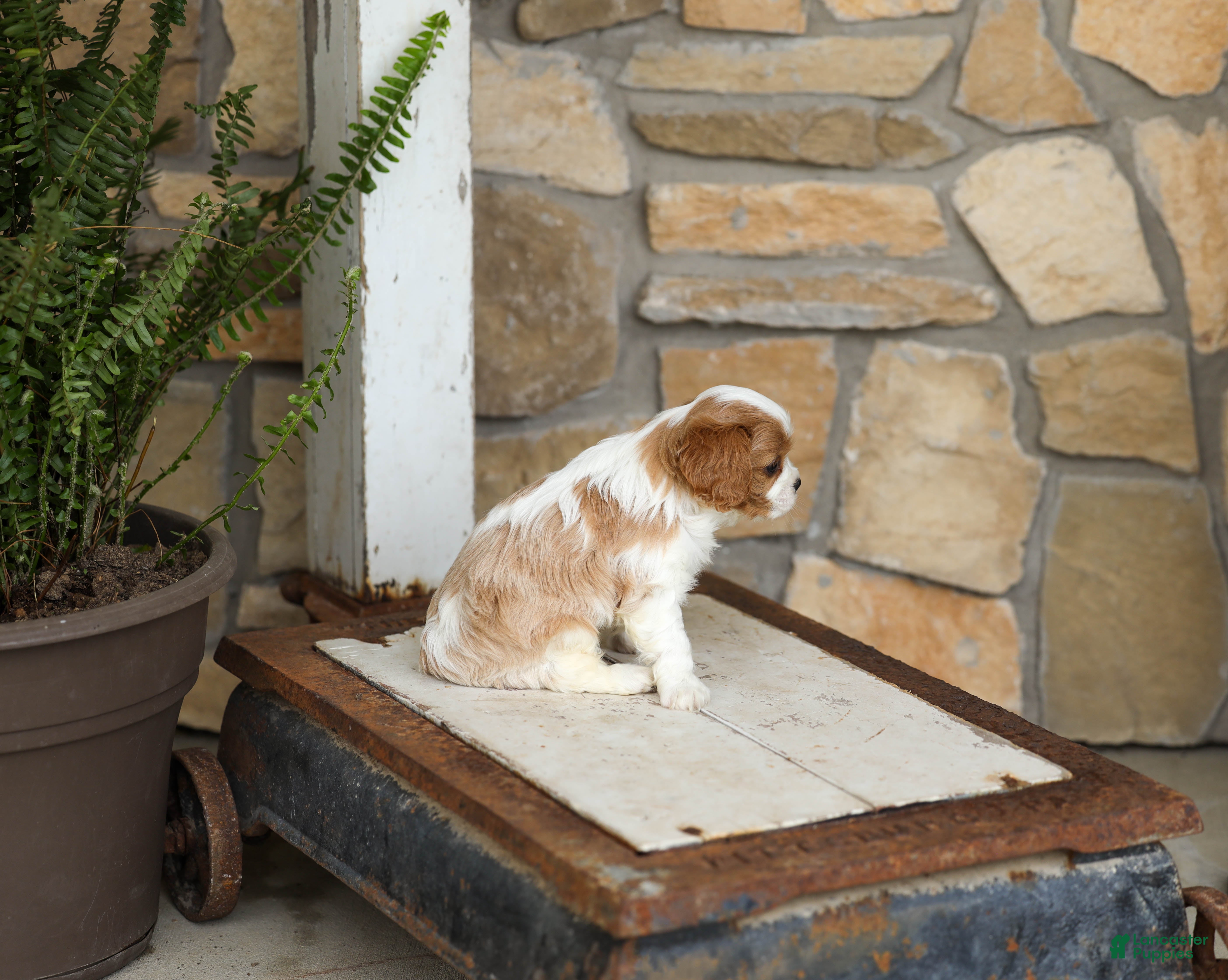 Cavalier King Charles Spaniel dogs AKC Kevin - Ad 2