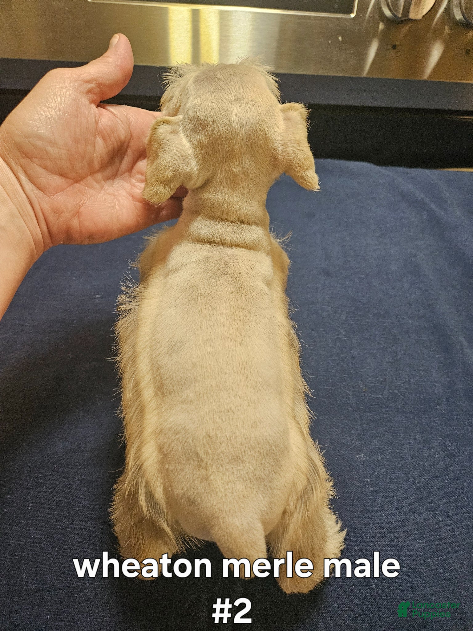 Miniature Schnauzer dogs for sale: Wheaton male #2 2 hazel eyes  - Ad 3