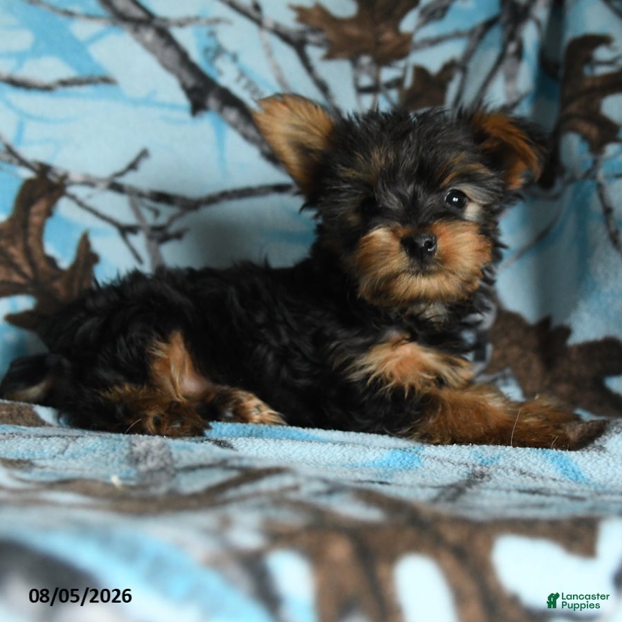 Yorkshire Terrier dogs Henry - Ad 2