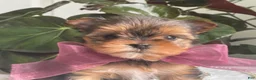 Biewer Terrier dogs for sale: Inka - Ad 2