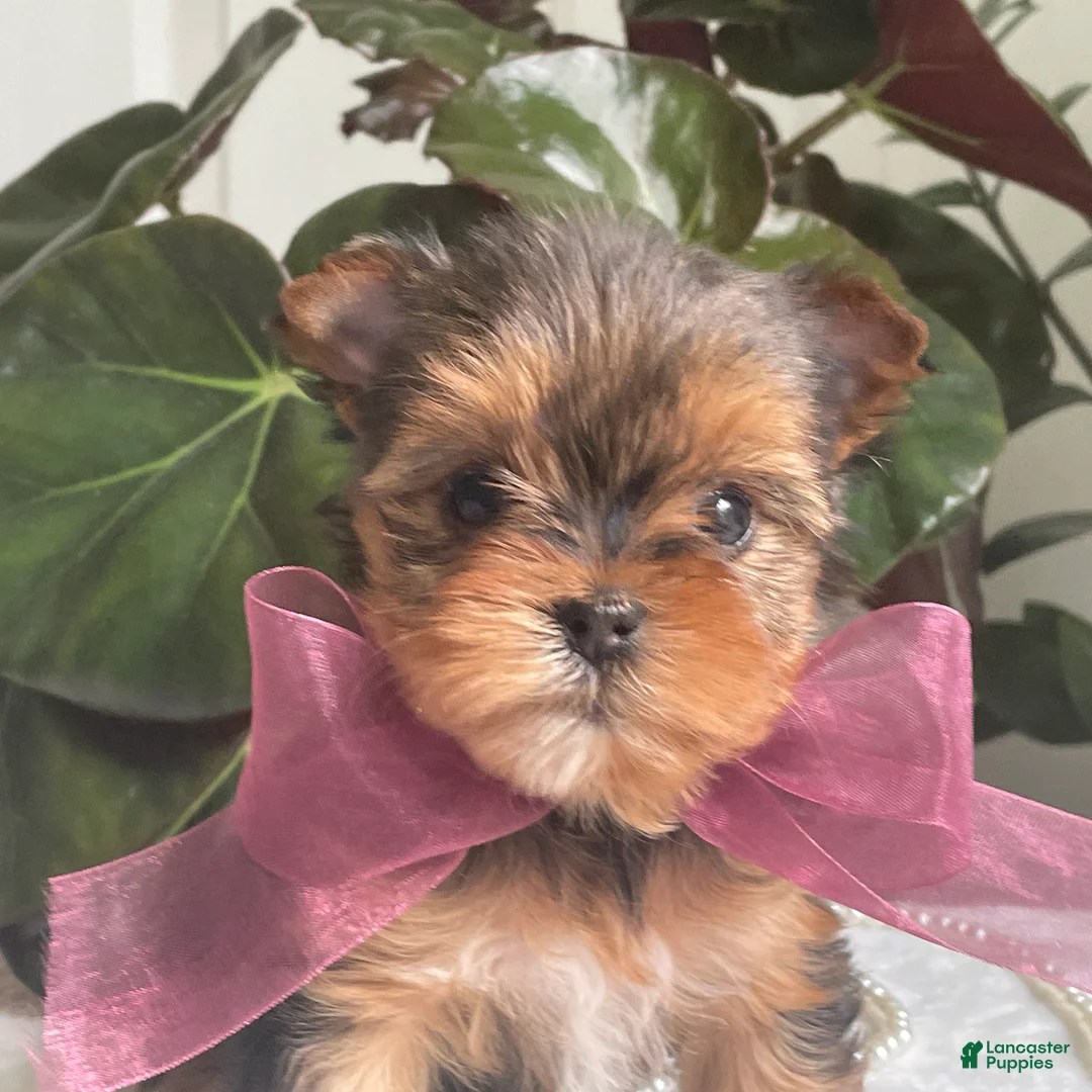 Biewer Terrier dogs for sale: Inka - Ad 2