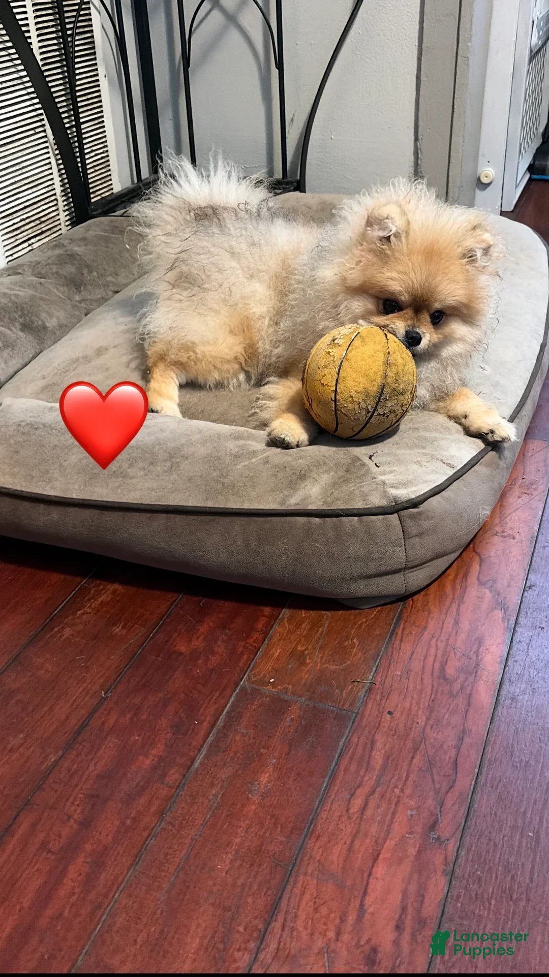 Pomeranian dogs for sale: Pomeranian Puppy 3 - Ad 1
