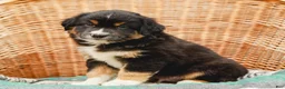 Miniature Australian Shepherd dogs for sale: Murphy - Ad 4
