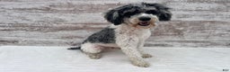 Mini Bernedoodle dogs for sale: Joy - Ad 11