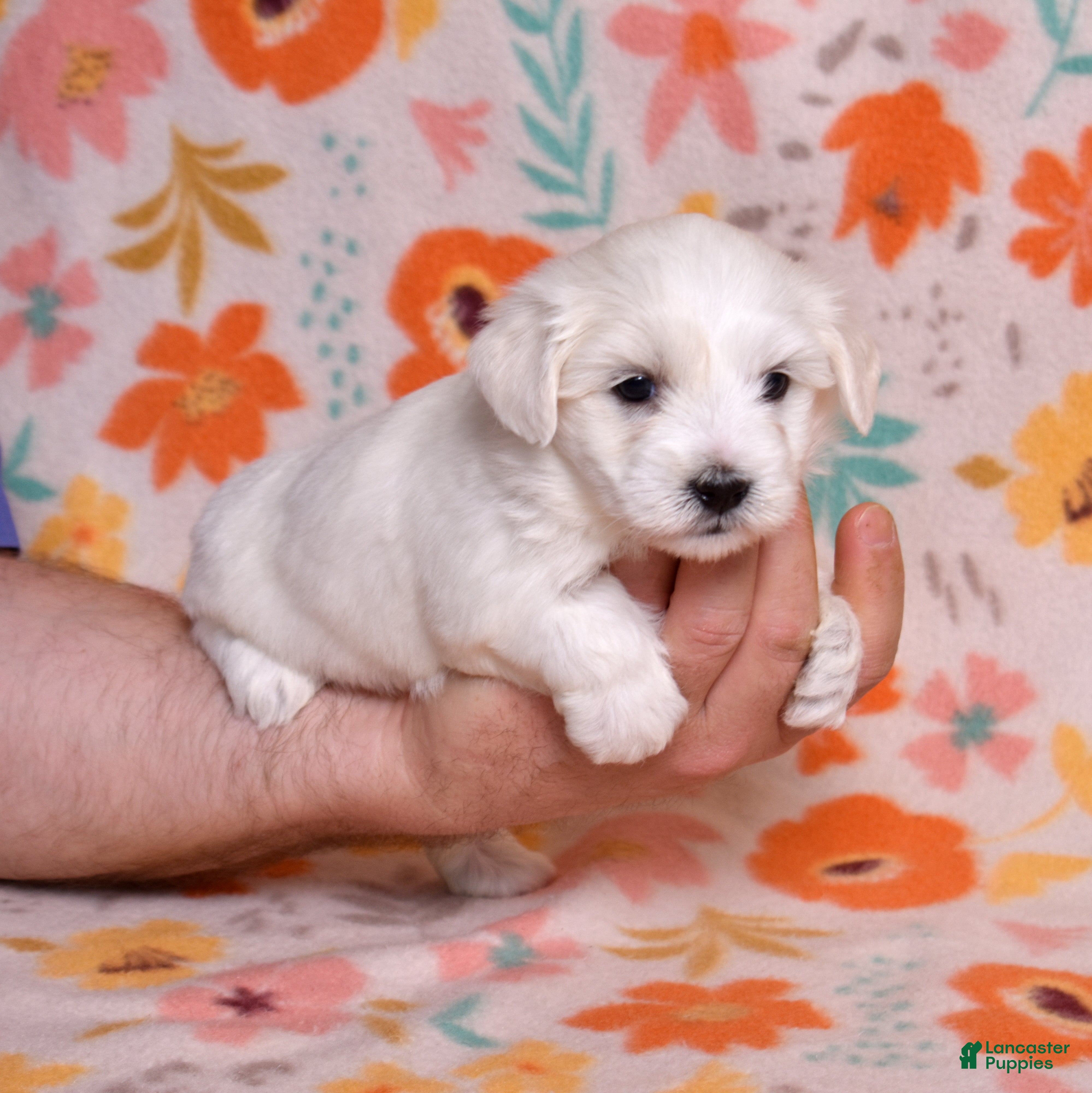 Coton De Tulear dogs Lilly - Ad 2