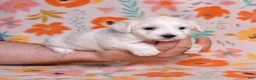 Coton De Tulear dogs for sale: Lilly - Ad 8
