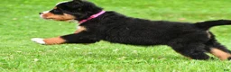 Bernese Mountain Dog dogs for sale: Nicole - Ad 3