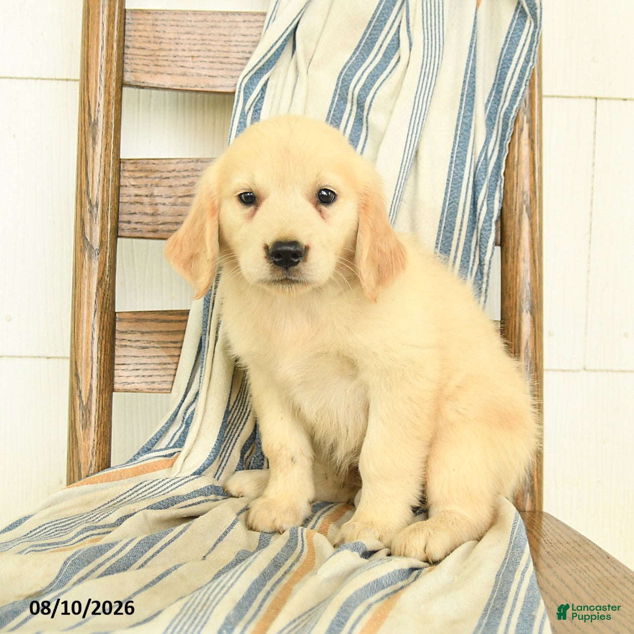 Golden Retriever dogs Julliette - Ad 2