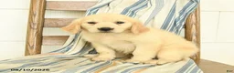 Golden Retriever dogs for sale: Julliette - Ad 2