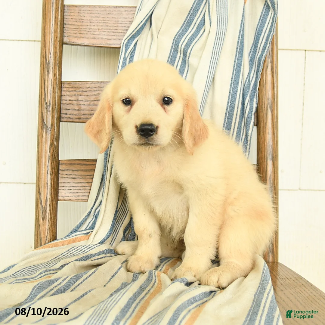 Golden Retriever dogs for sale: Julliette - Ad 2