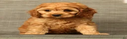 Cockapoo dogs for sale: Charlie - Ad 7