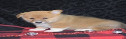 Welsh Corgi Pembroke dogs for sale: Moonbeam - Ad 10