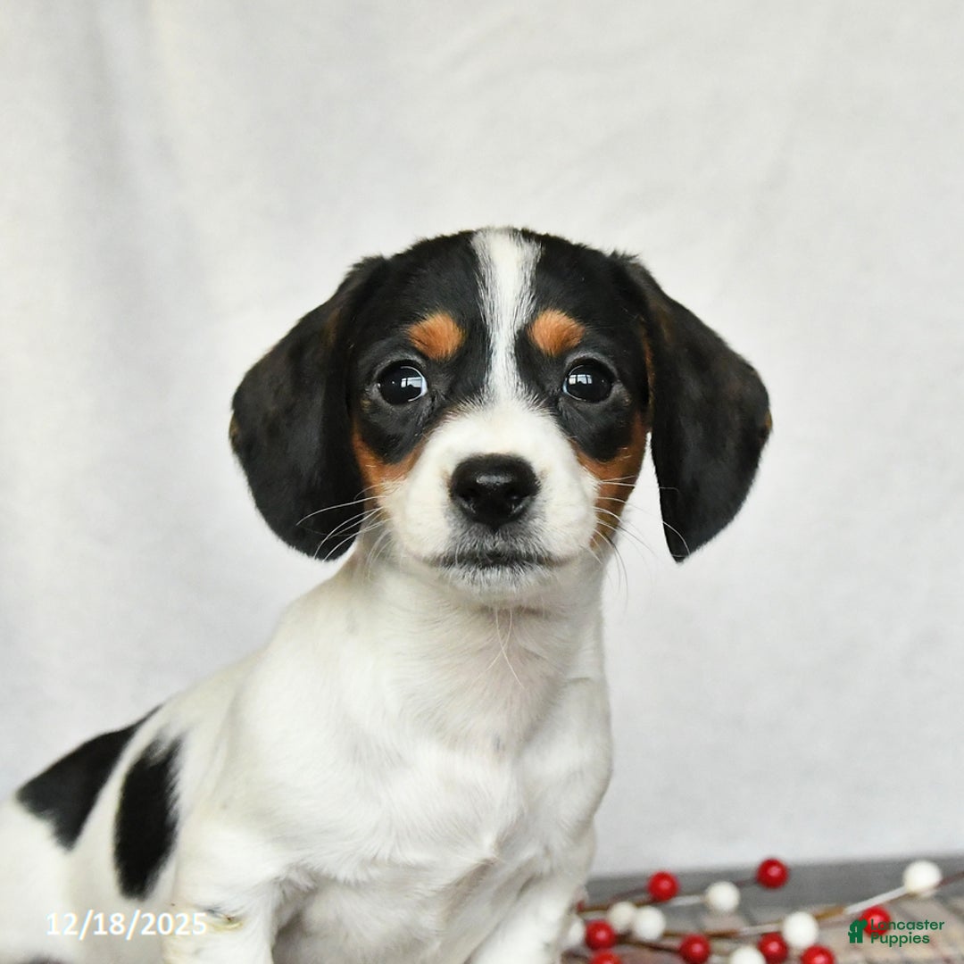 Miniature Dachshund dogs for sale: Sadie - Ad 4