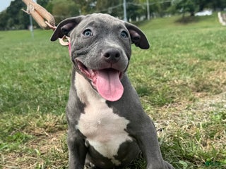 American Bully dogs - Ad 36