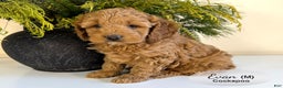 Cockapoo dogs for sale: Evan - Ad 3