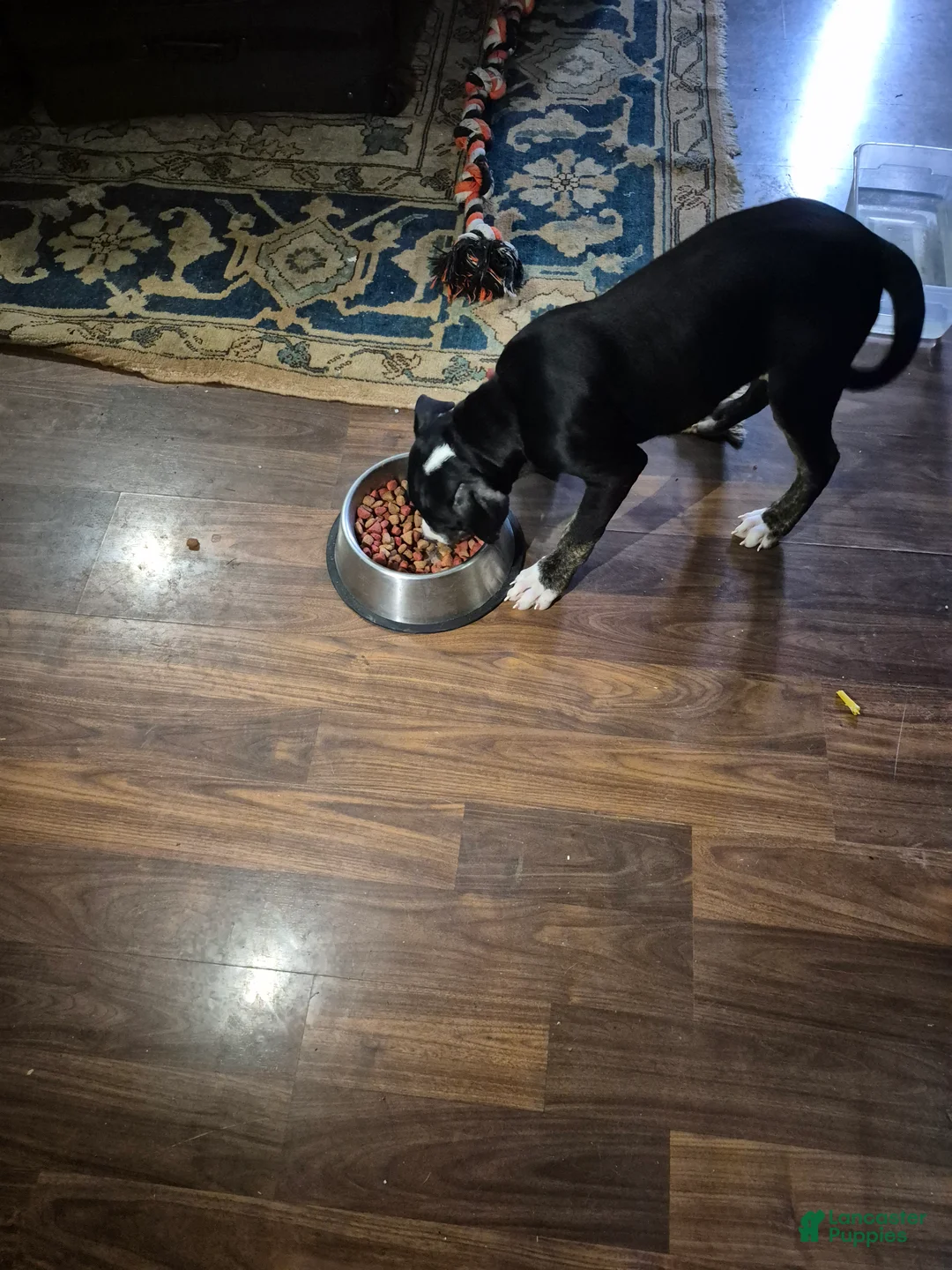 American Staffordshire Terrier dogs for sale: American Staffordshire Terrier Puppy 1 - Ad 3