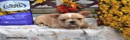 French Bulldog dogs for sale: Waffles - Ad 3