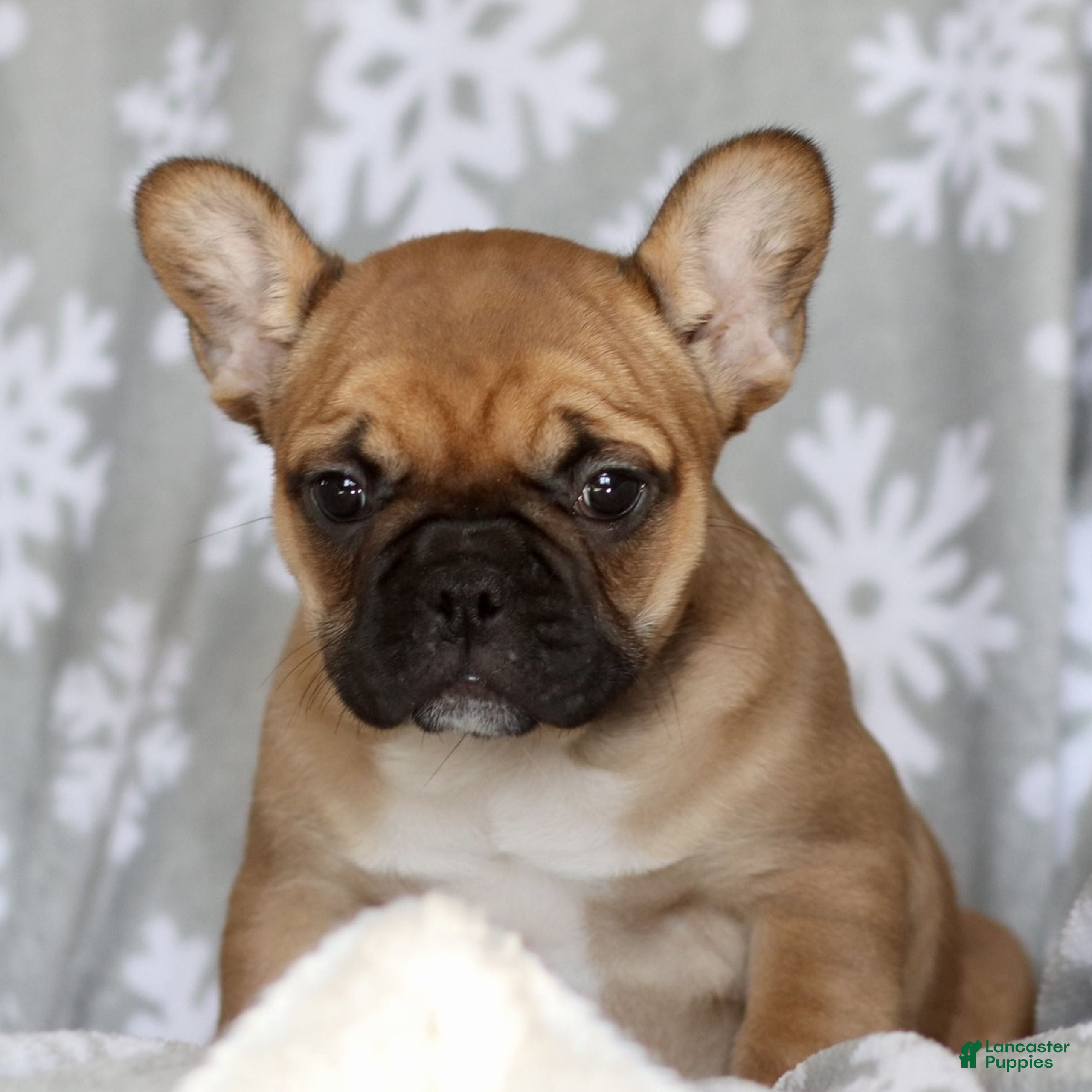 French Bulldog dogs Rachelle  - Ad 22