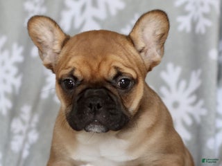 French Bulldog dogs Rachelle - Ad 22