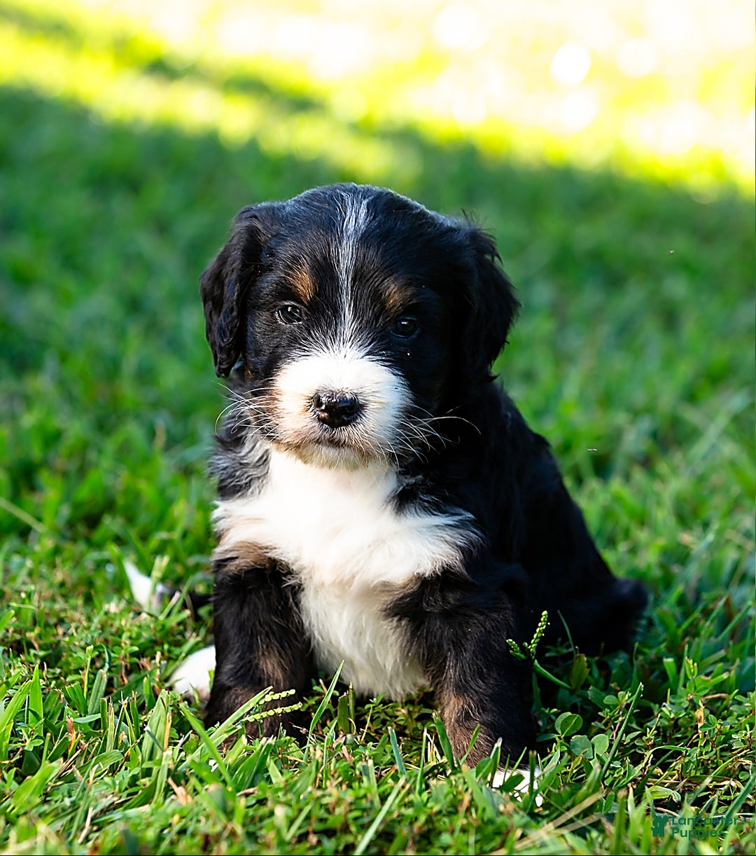 Gallery Image {{count}}